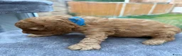 Maltipoo dogs for sale: 🐾 Beautiful Maltipoo Puppies – Two Boys Available - Advert 37