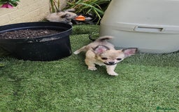 Chihuahua dogs for sale: Long coat Stunning K.C Reg. Puppies **READY NOW** - Image 16