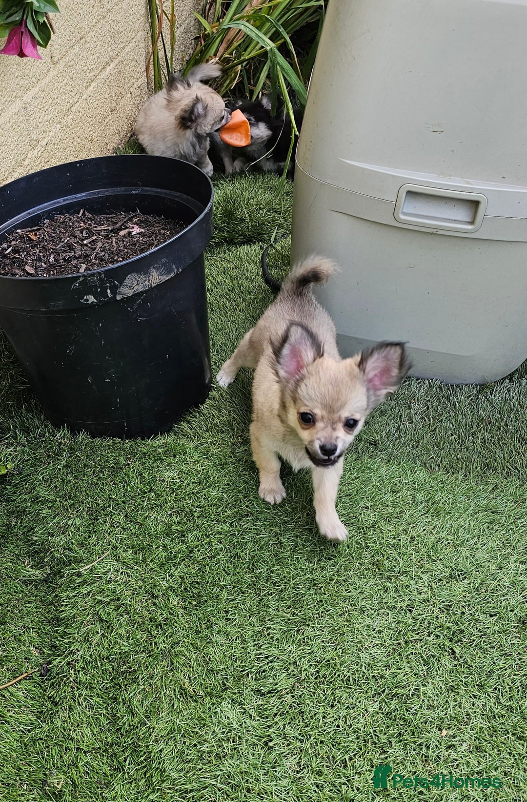 Chihuahua dogs for sale: Long coat Stunning K.C Reg. Puppies **READY NOW** - Image 16
