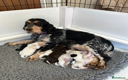 Cocker Spaniel dogs for sale: KC Reg Show Cocker Spaniels - Image 4