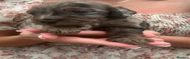 Cockapoo 5