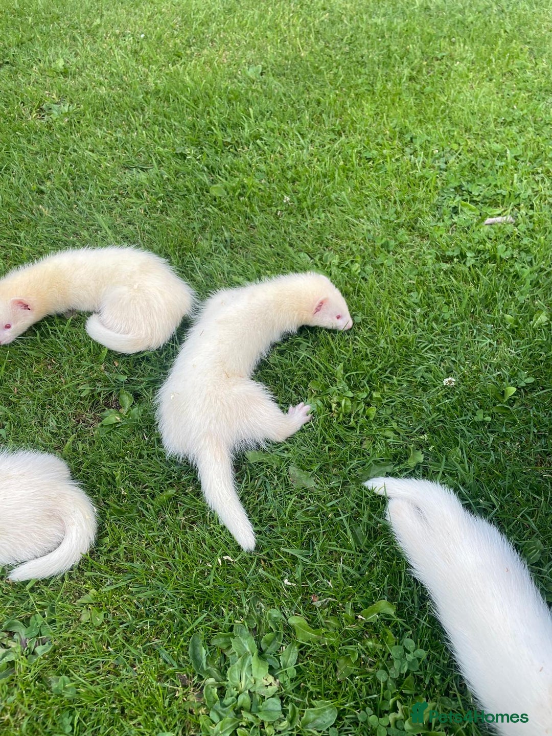 Mixed Breed livestock for sale: Ferrets for rehoming - Image 1