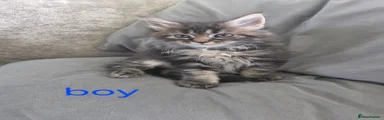 Maine Coon 2