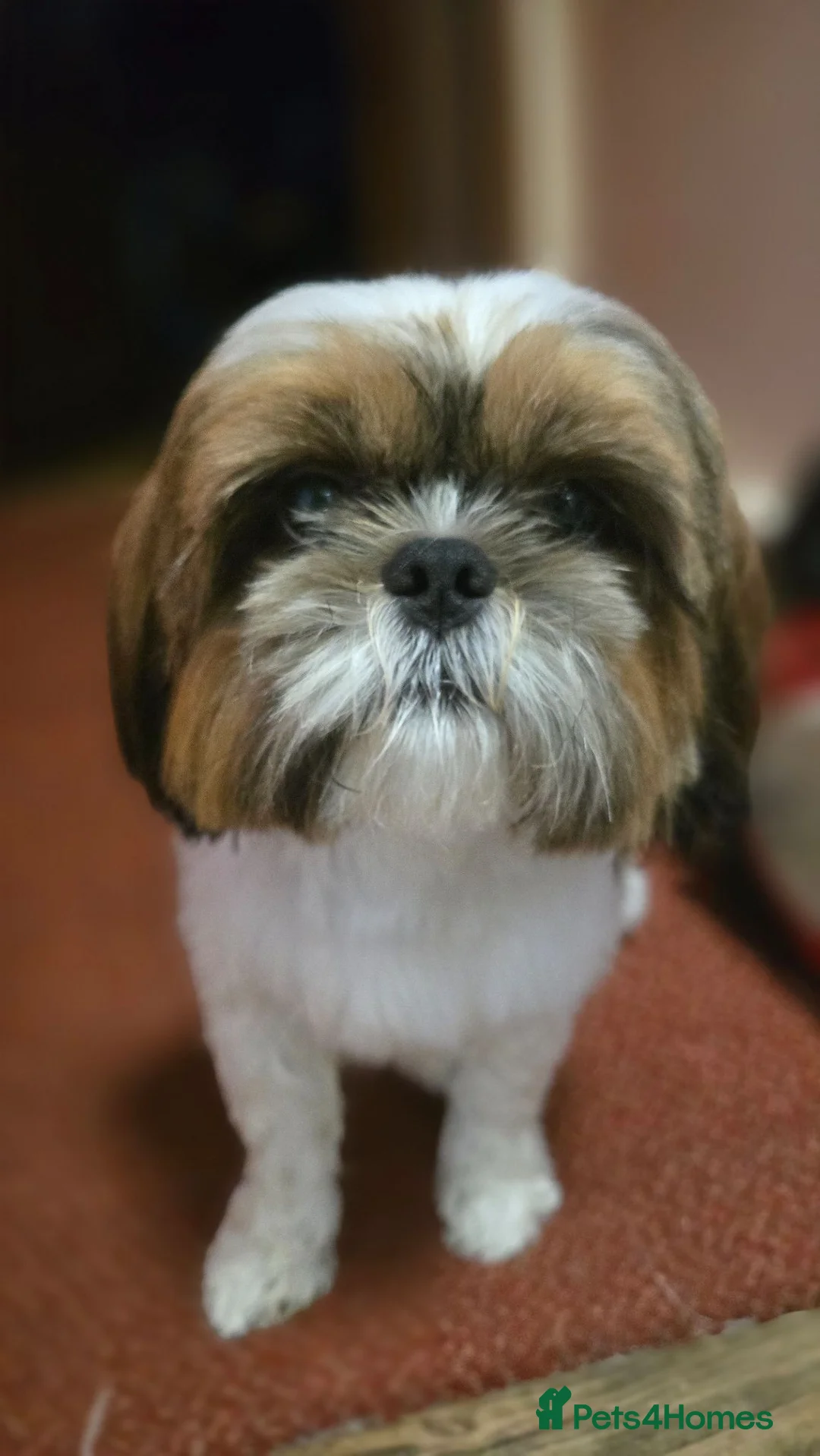 Shih Tzu dogs for sale: Beautiful Purebred Shih Tzu Puppies for Sale - Advert 1