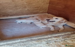 Golden Retriever dogs for sale: Golden retriever puppies  - Image 5