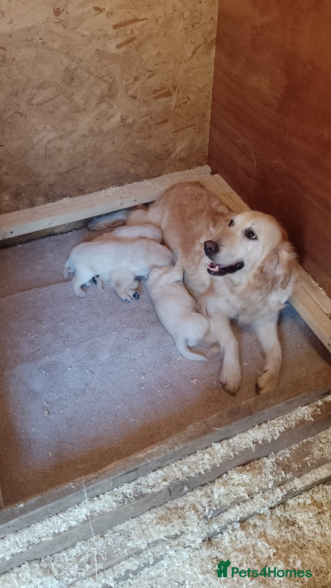 Golden Retriever dogs for sale: Golden retriever puppies  - Image 5