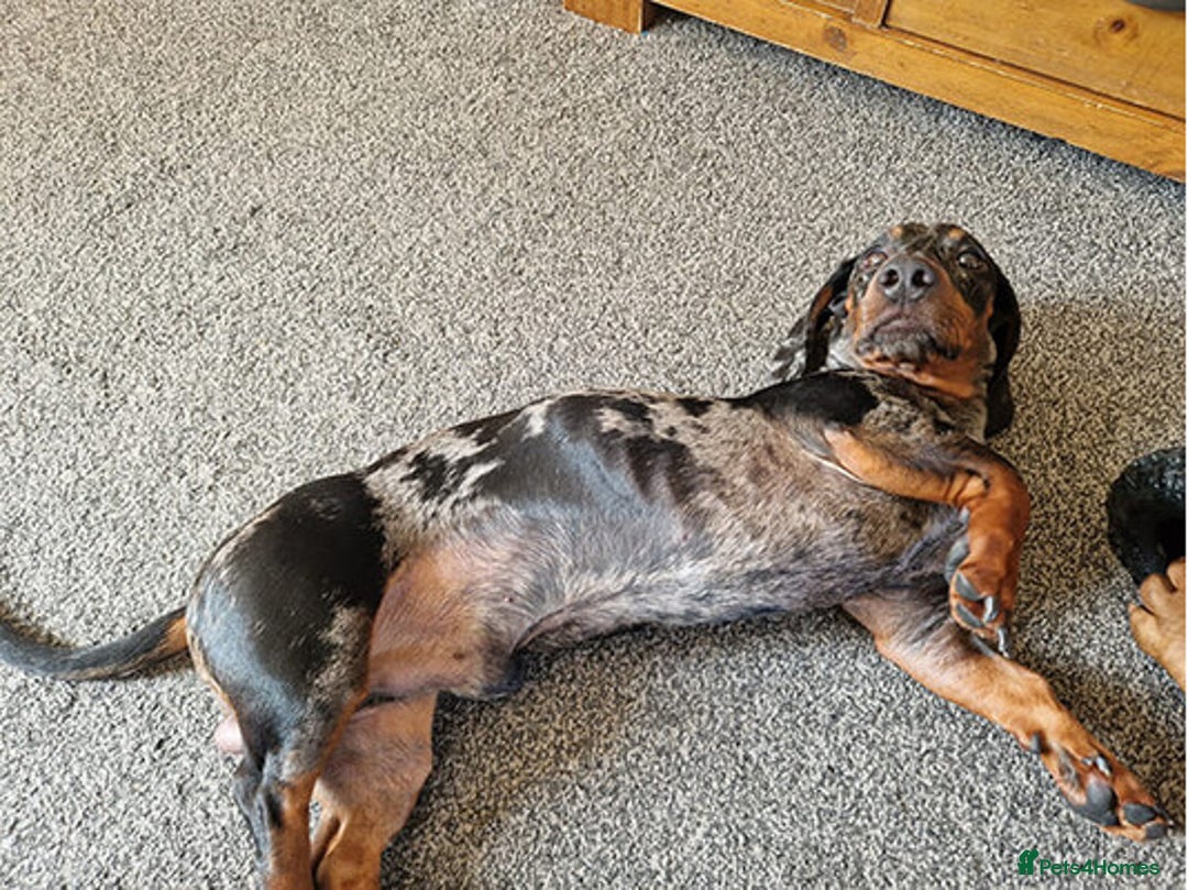 Dachshund dogs for sale: Adorable Dachshund - Image 2