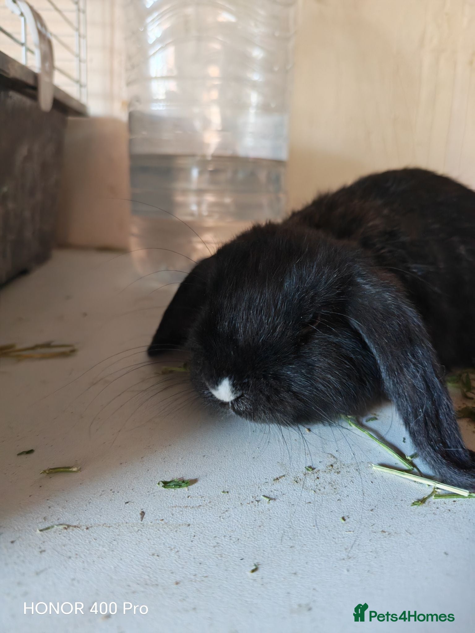 Mini Lop rabbits PURE BRED MINI LOP - Advert 18