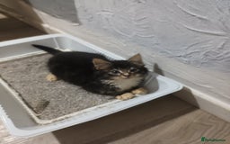 Mixed Breed cats for sale: 5 beautiful kittens ready for the forever home. - Image 4