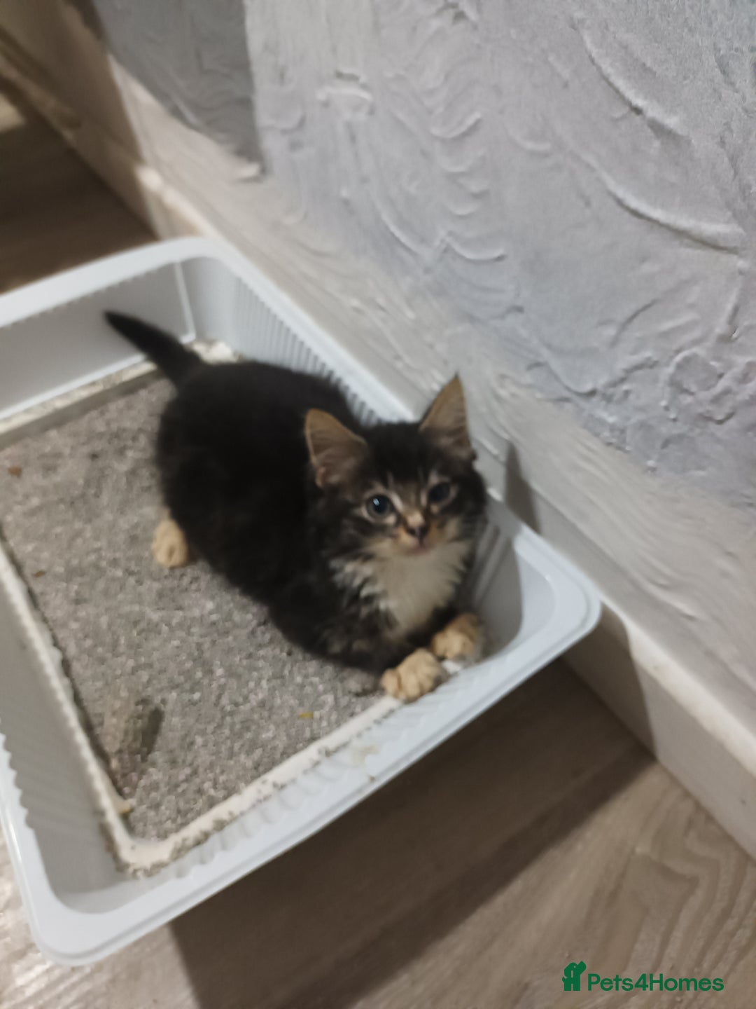 Mixed Breed cats for sale: 5 beautiful kittens ready for the forever home. - Image 4