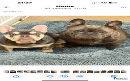 French Bulldog dogs for sale: Beautiful French bulldog boy 1 year old - Image 9