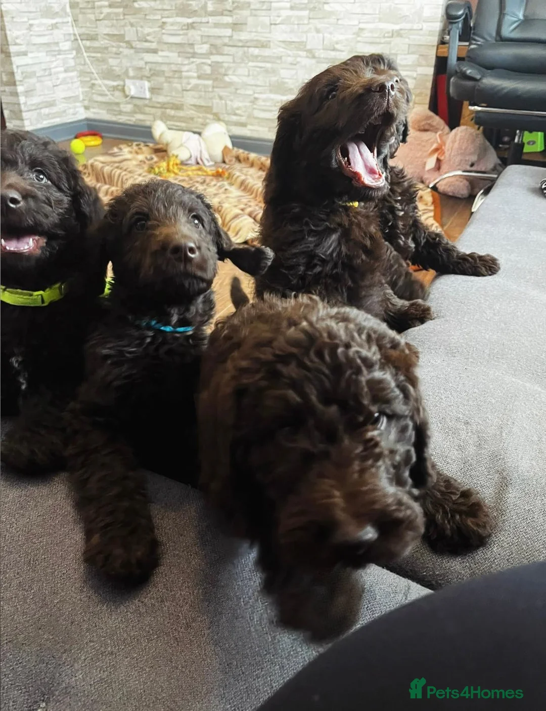 Labradoodle dogs for sale: F1bb Labradoodle Puppies - Ideal Family Balance - Advert 35
