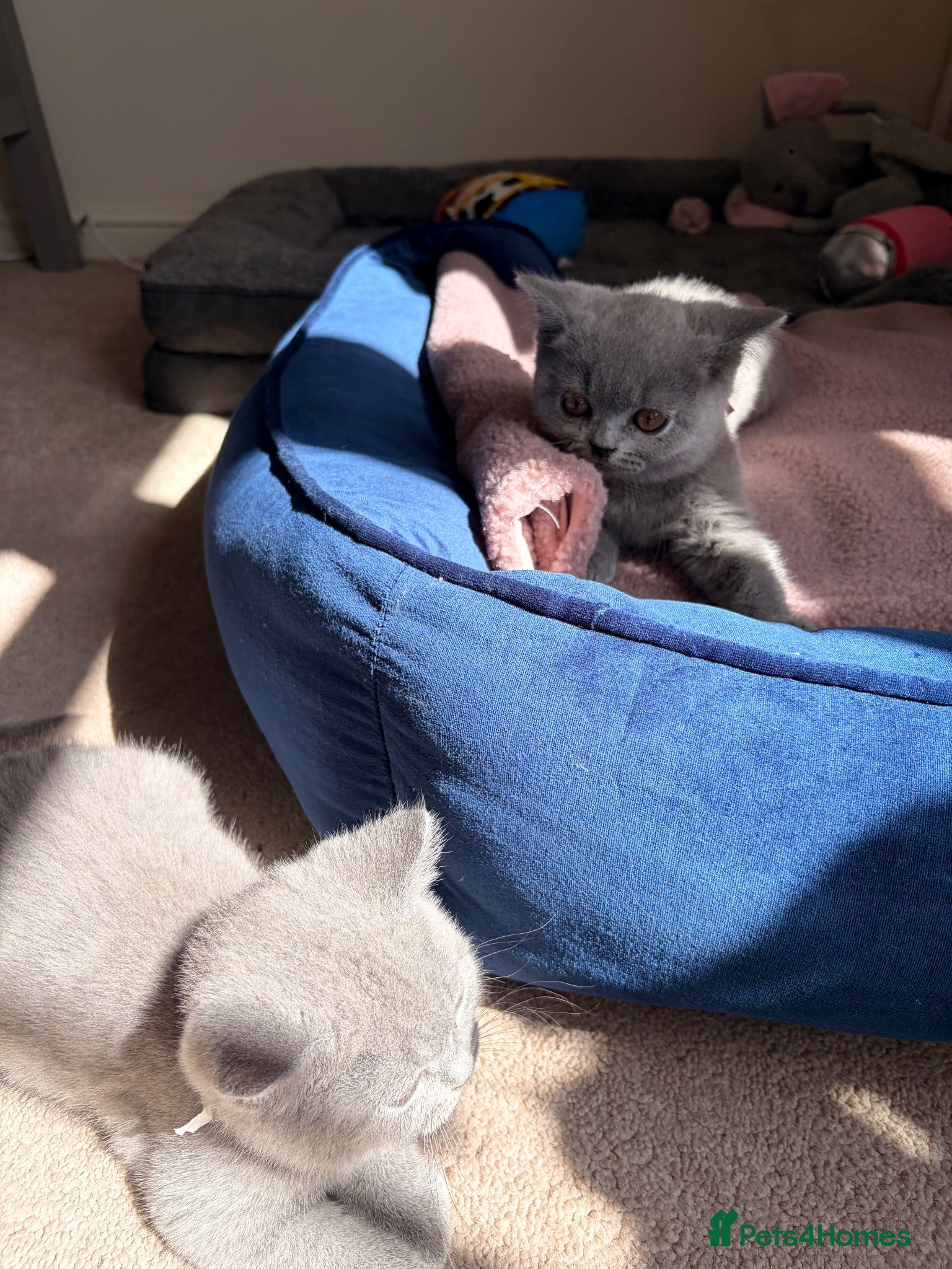 British Shorthair cats Pedigree Blue BSH kittens - Advert 1