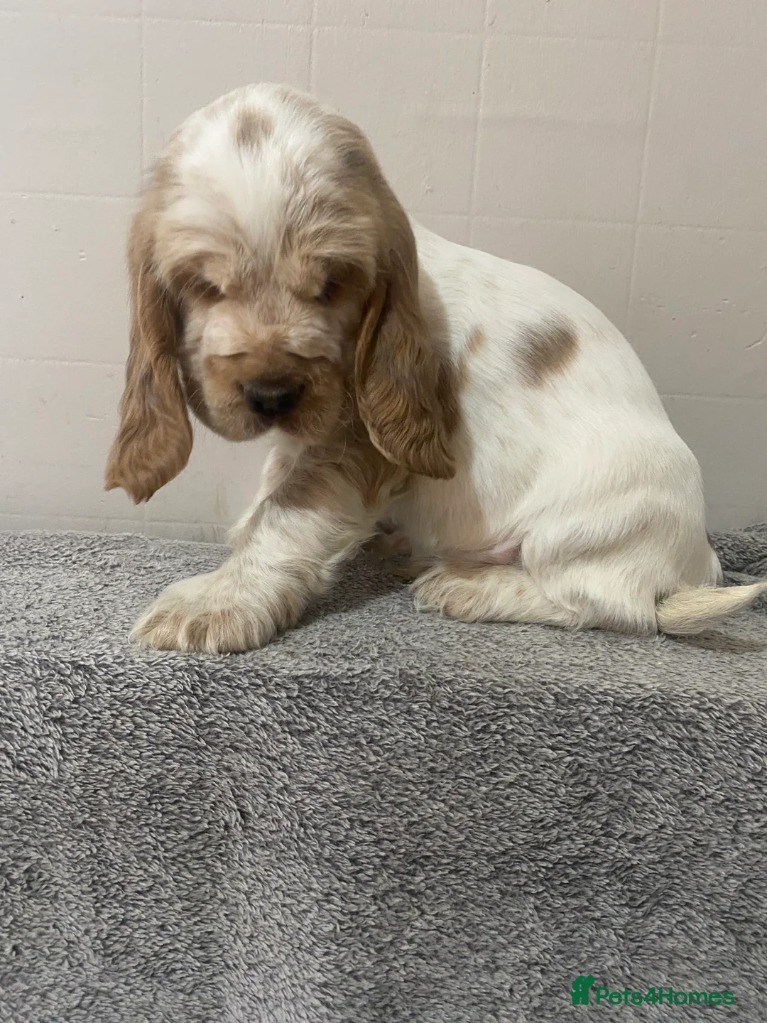 Cocker Spaniel dogs for sale: ‘Show Type’ Cocker Spaniel Puppies. KC Registered. - Advert 29