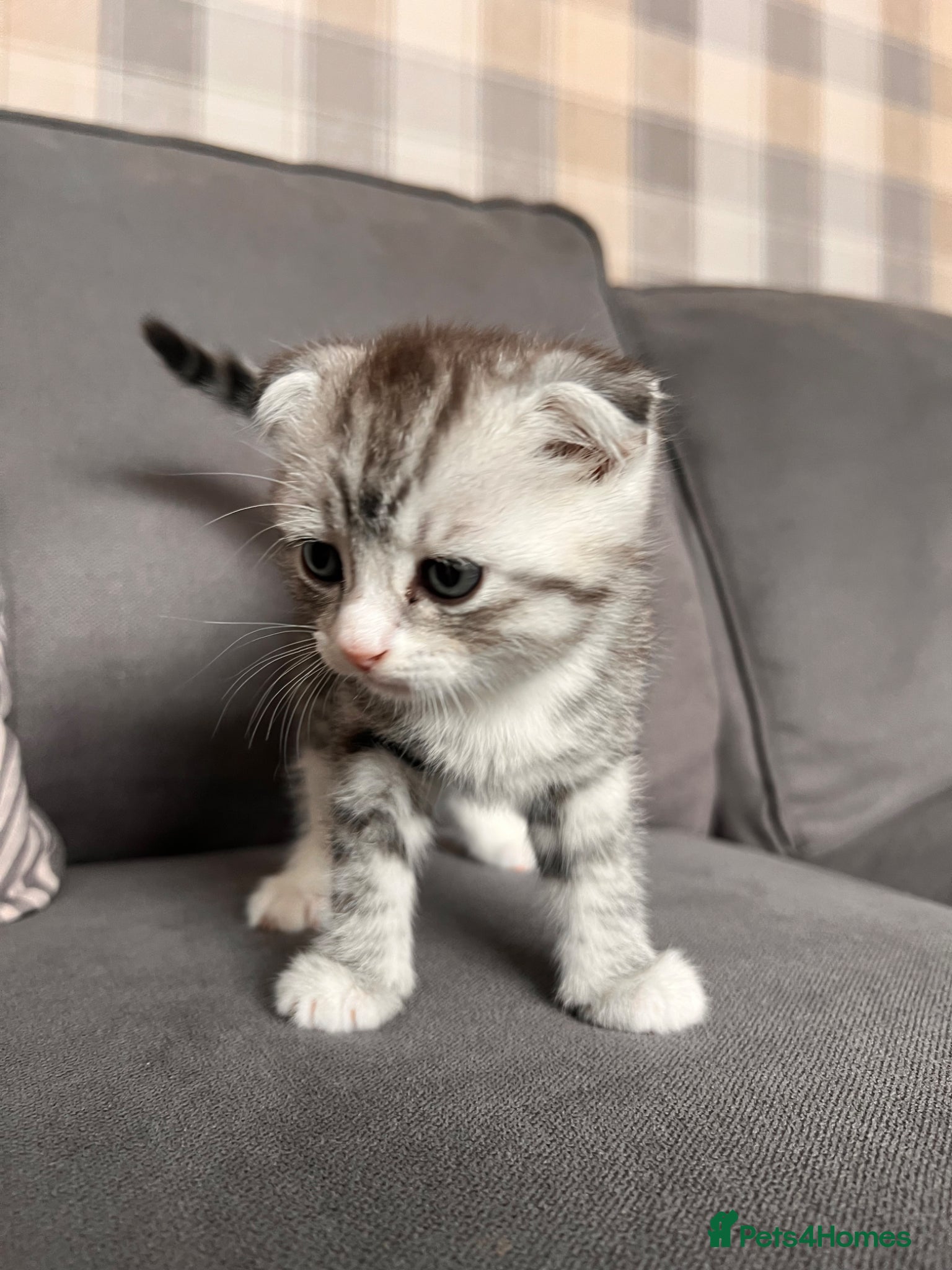Scottish Fold cats for sale: Scottish and brittish kittens in Wigston - Advert 31