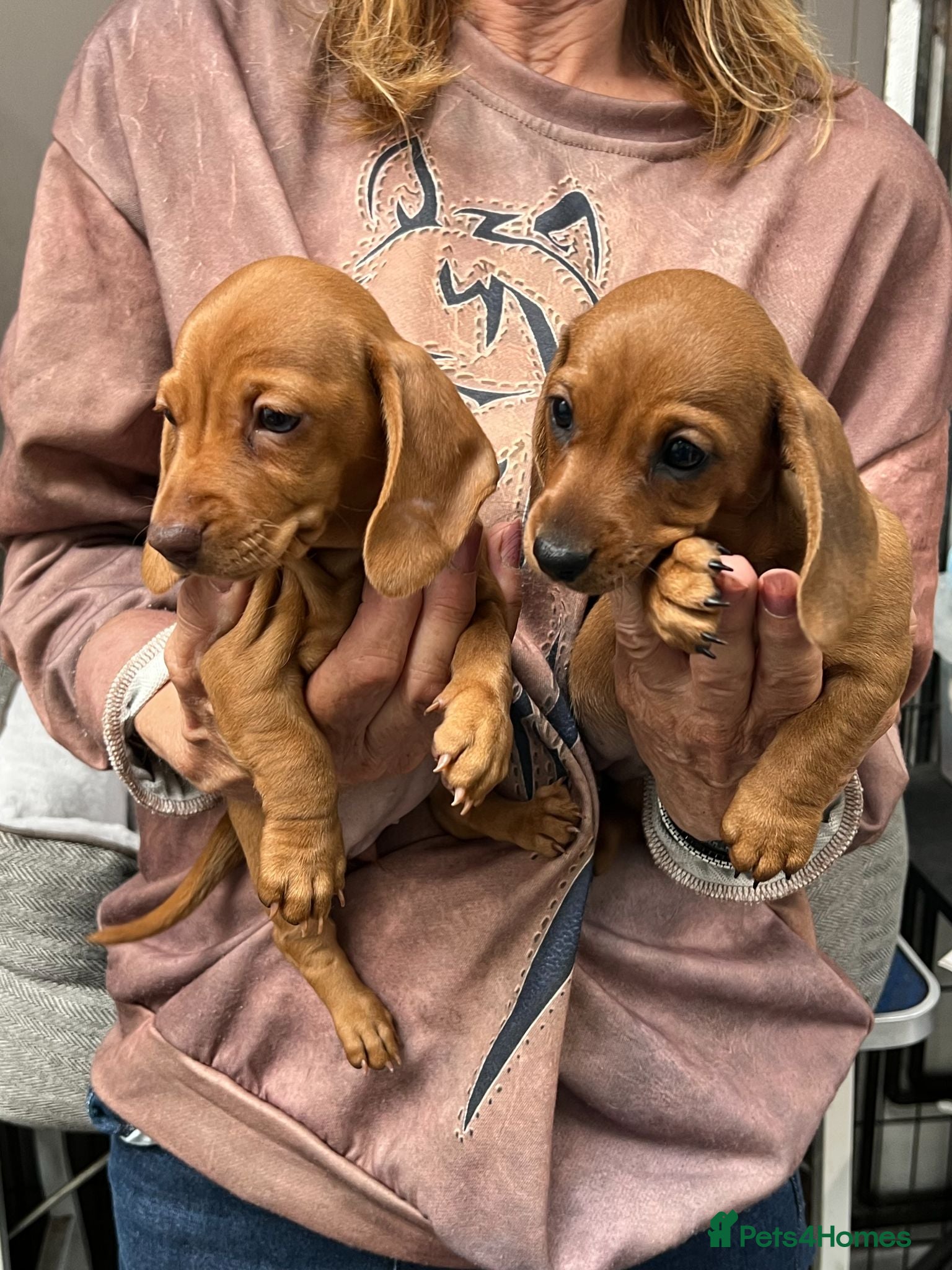 Miniature Dachshund dogs Top Quality KC Reg PRA Clear Mini Dachshunds - Advert 1