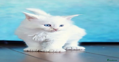 Maine Coon cats - Advert 9