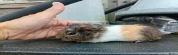 Guinea Pig rodents for sale: Female guinea pigs - Advert 2