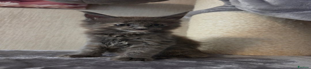 Maine Coon Kitten 5