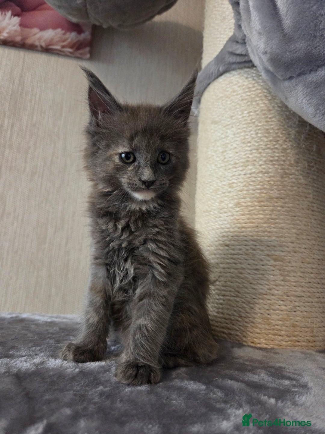 Maine Coon cats for sale: TICA REGISTERED MAINE COON KITTENS - Image 15