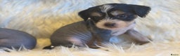Chinese Crested dogs for sale: KC Reg Chinese created puppies - Advert 19
