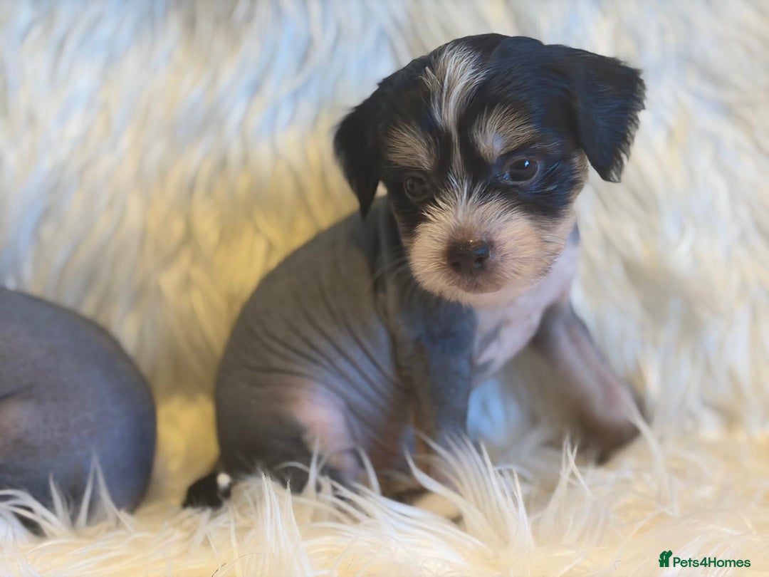 Chinese Crested dogs for sale: KC Reg Chinese created puppies - Advert 19