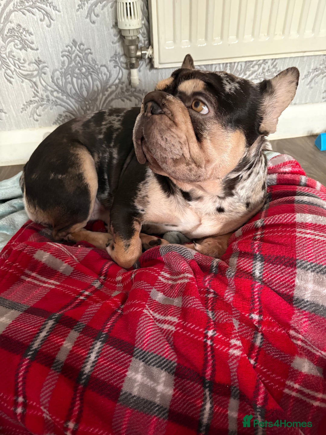 French Bulldog dogs for sale: Female dog - Advert 1