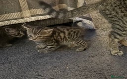 Mixed Breed cats for sale: Grey tabby & black kittens - Image 5