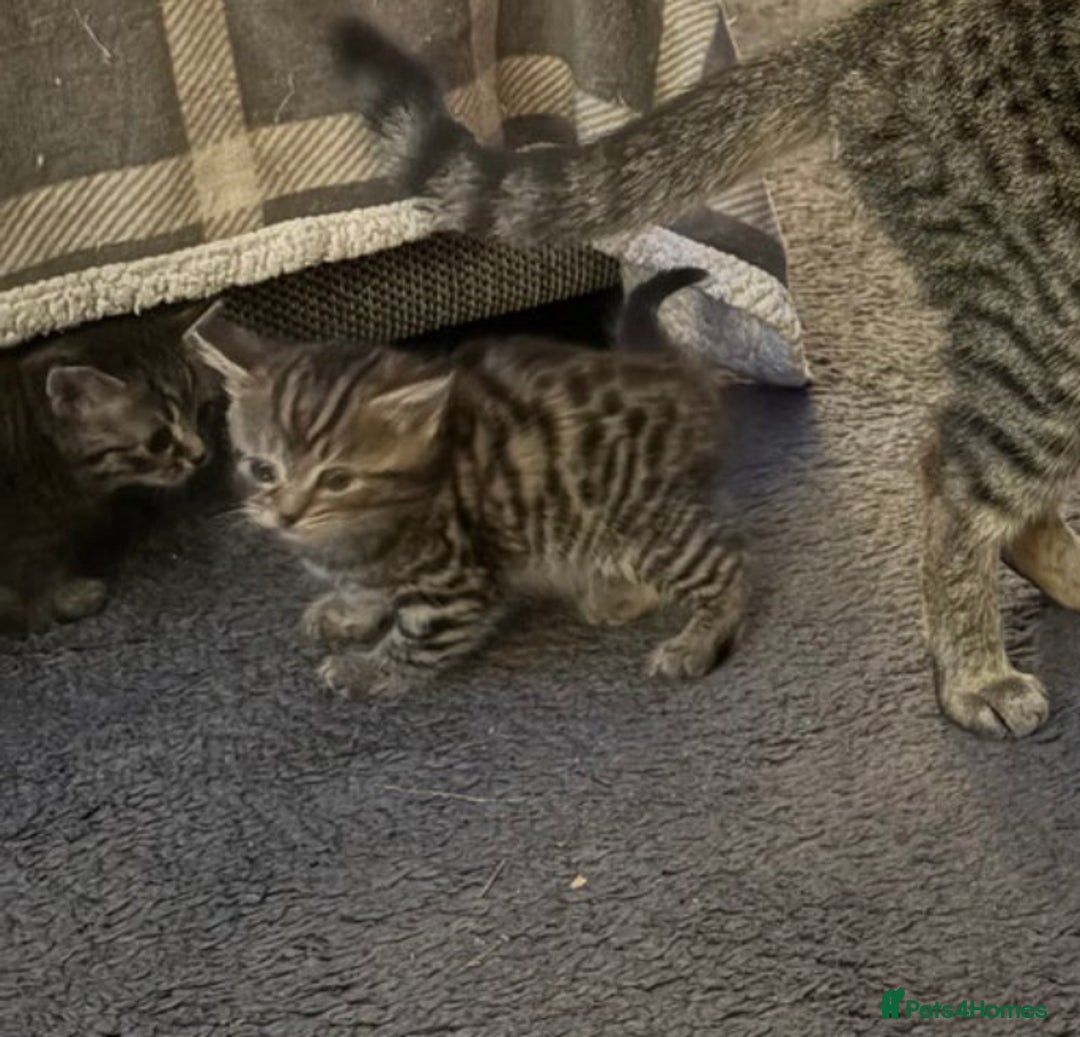 Mixed Breed cats for sale: Grey tabby & black kittens - Image 5