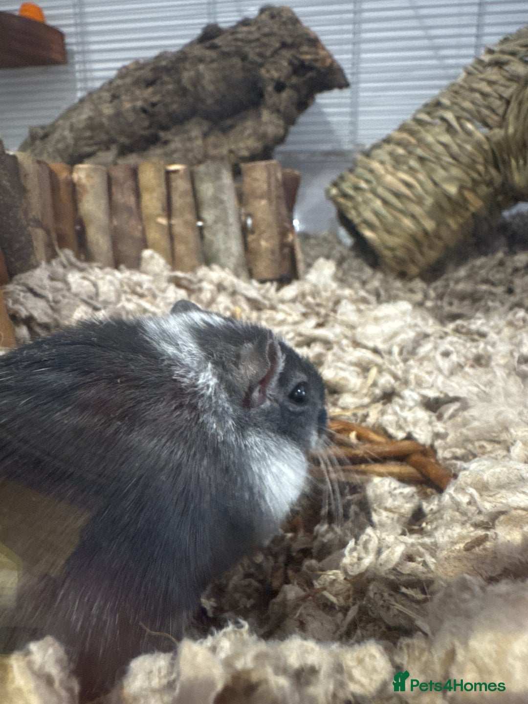 Gerbil rodents for sale: male gerbil and cage - Image 2
