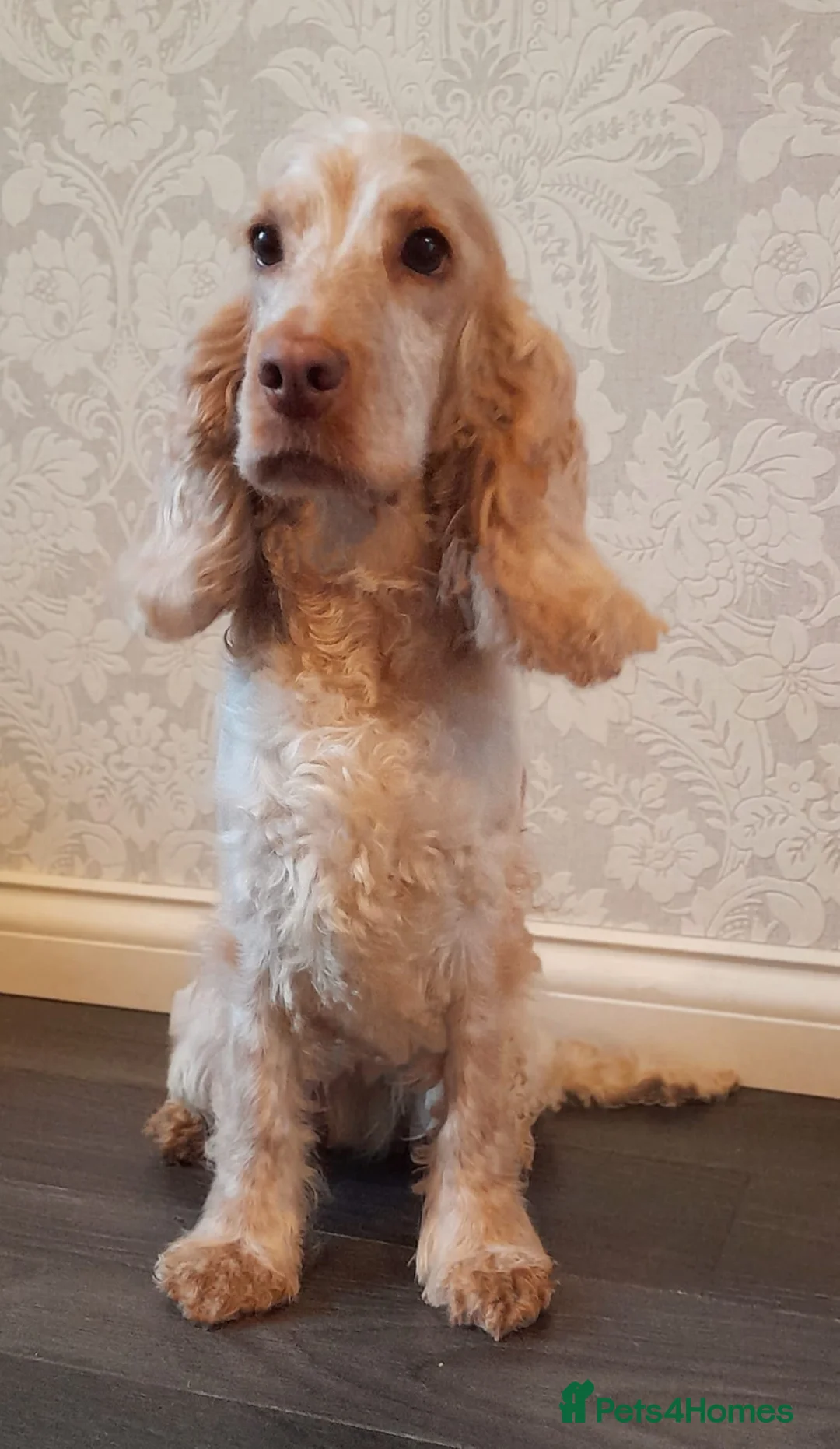 Cocker Spaniel dogs for sale: Stunning litter of Show Cocker Spaniel Puppies - Advert 6