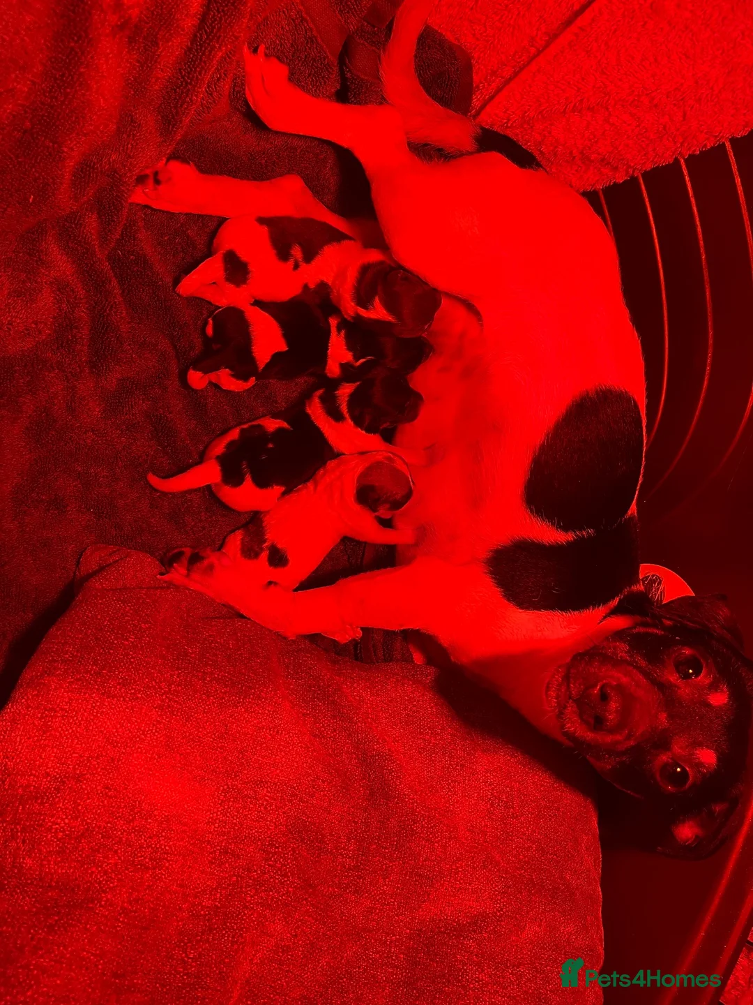 Jack Russell dogs for sale: Beutiful Tri colour Jack Russell Terriers in Caernarfon - Advert 10