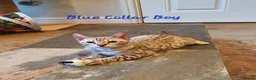 Bengal cats for sale: 🐆💕Very Beautiful Tica Registered Bengal Kittens. - Advert 3
