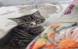 Exotic cats for sale: Exotic x kittens - Image 3