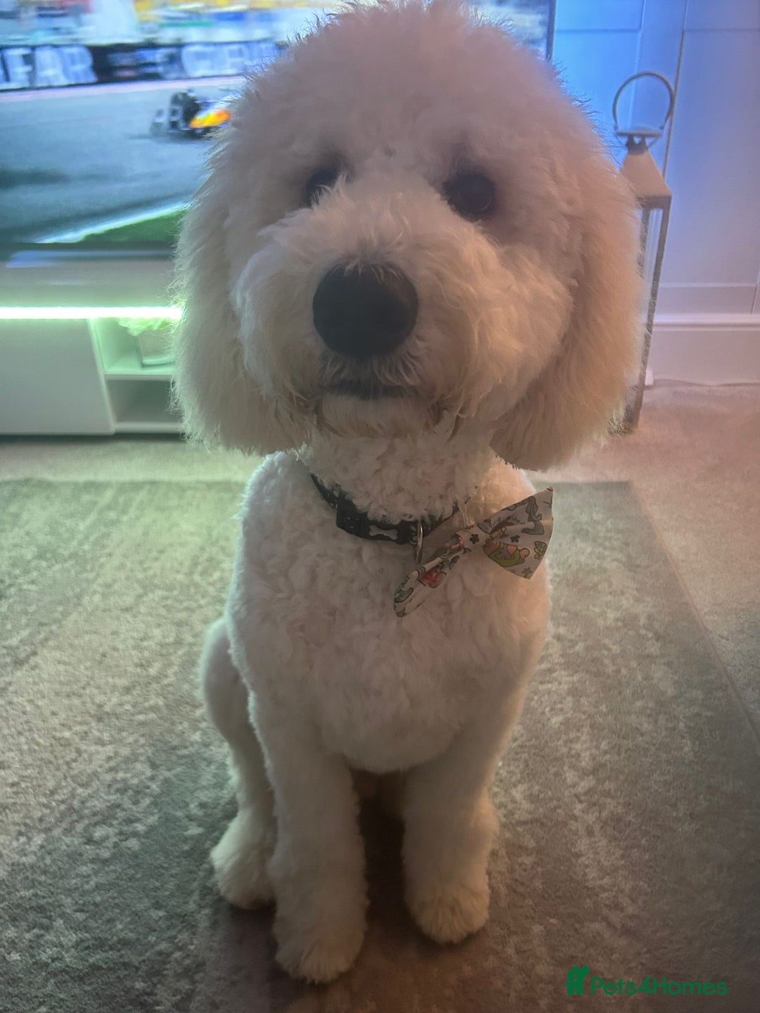 Labradoodle dogs for stud: Labradoole - Image 2
