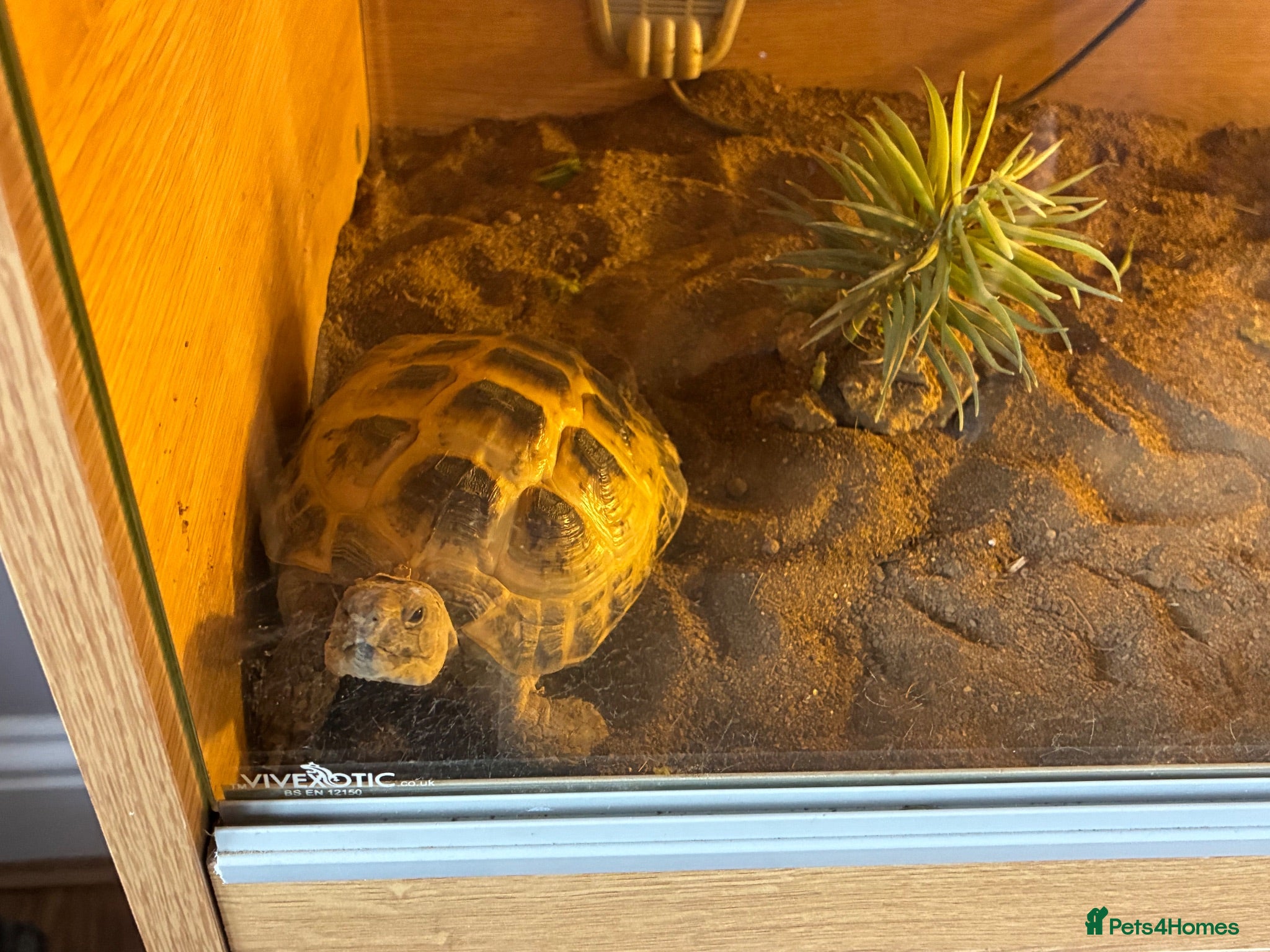 Hermann Tortoise reptiles Horsefieild male tortoise  - Advert 1