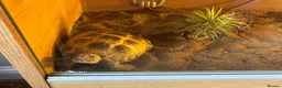 Hermann Tortoise reptiles for sale: Horsefieild male tortoise  in Choppington - Advert 1