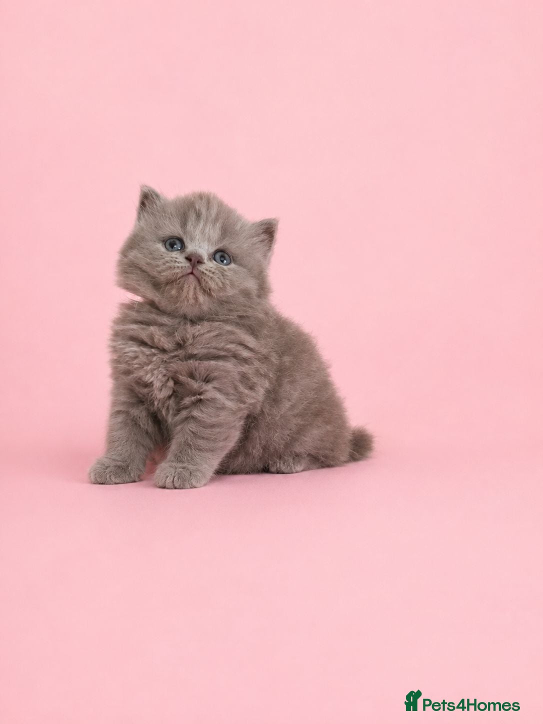 British Shorthair cats Exceptional Champion🏆 British longhair kitten - Advert 1