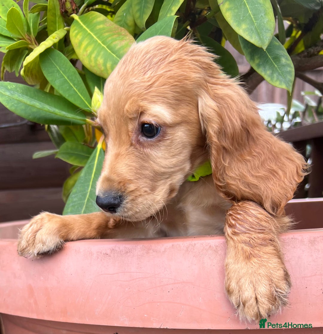 Cocker Spaniel dogs for sale: Working cocker spaniels  - Image 6