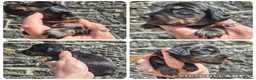 Miniature Dachshund dogs for sale: LONG HAIR PRA CLEAR MINIATURE DACHSHUND GIRL - Advert 2