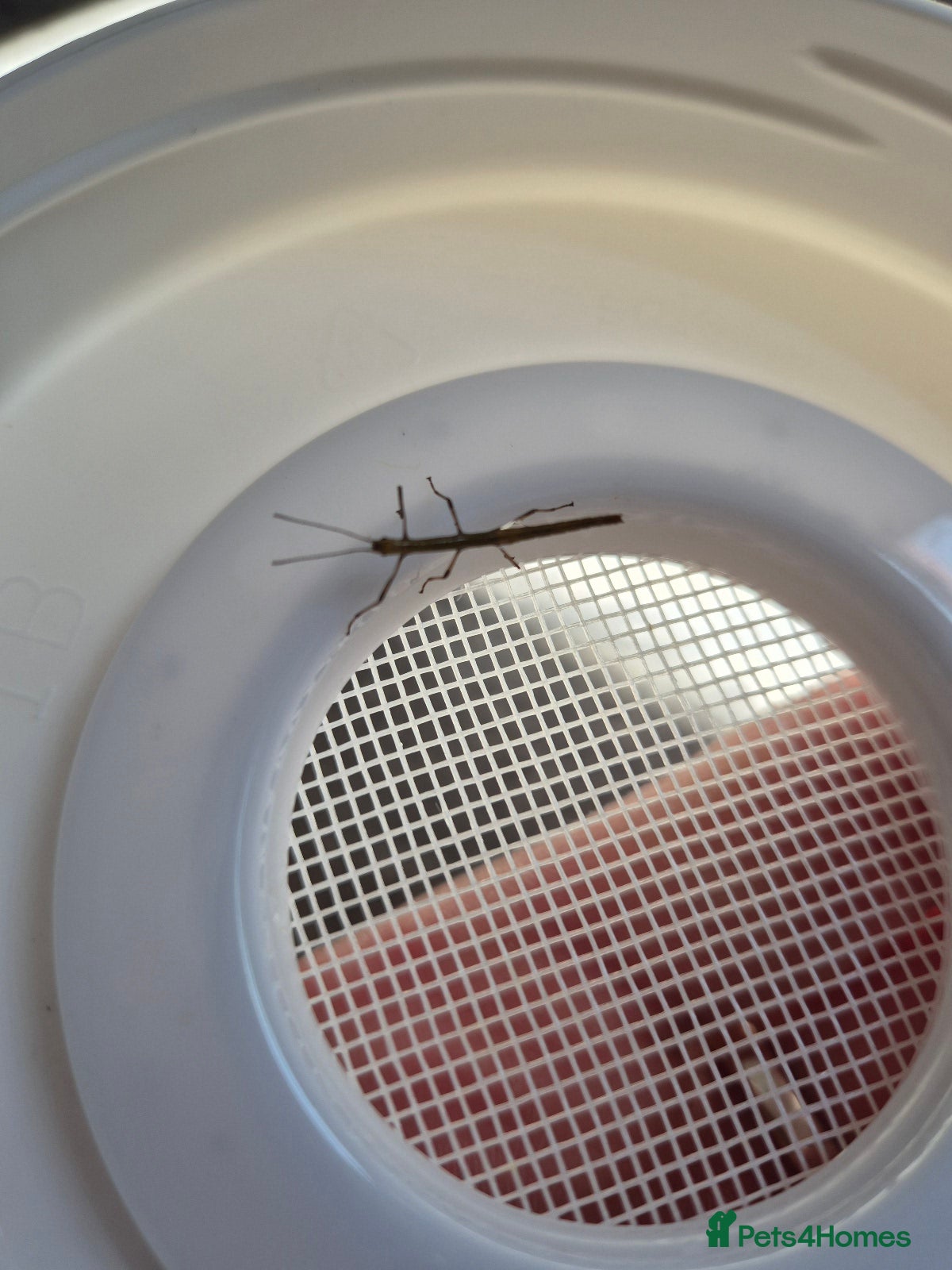 Stick Insects invertebrates Baby Indian Stick Insects - Advert 2