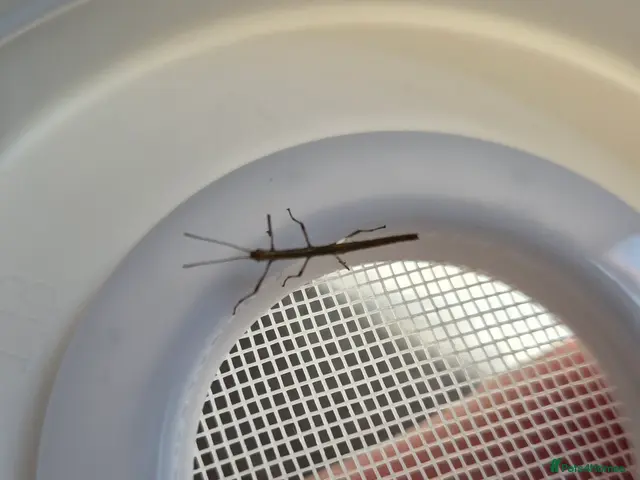 Stick Insects invertebrates for sale: Baby Indian Stick Insects - Advert 2