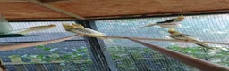 Cockatiels birds for sale: Baby cockatiels for sale, ready now - Advert 4
