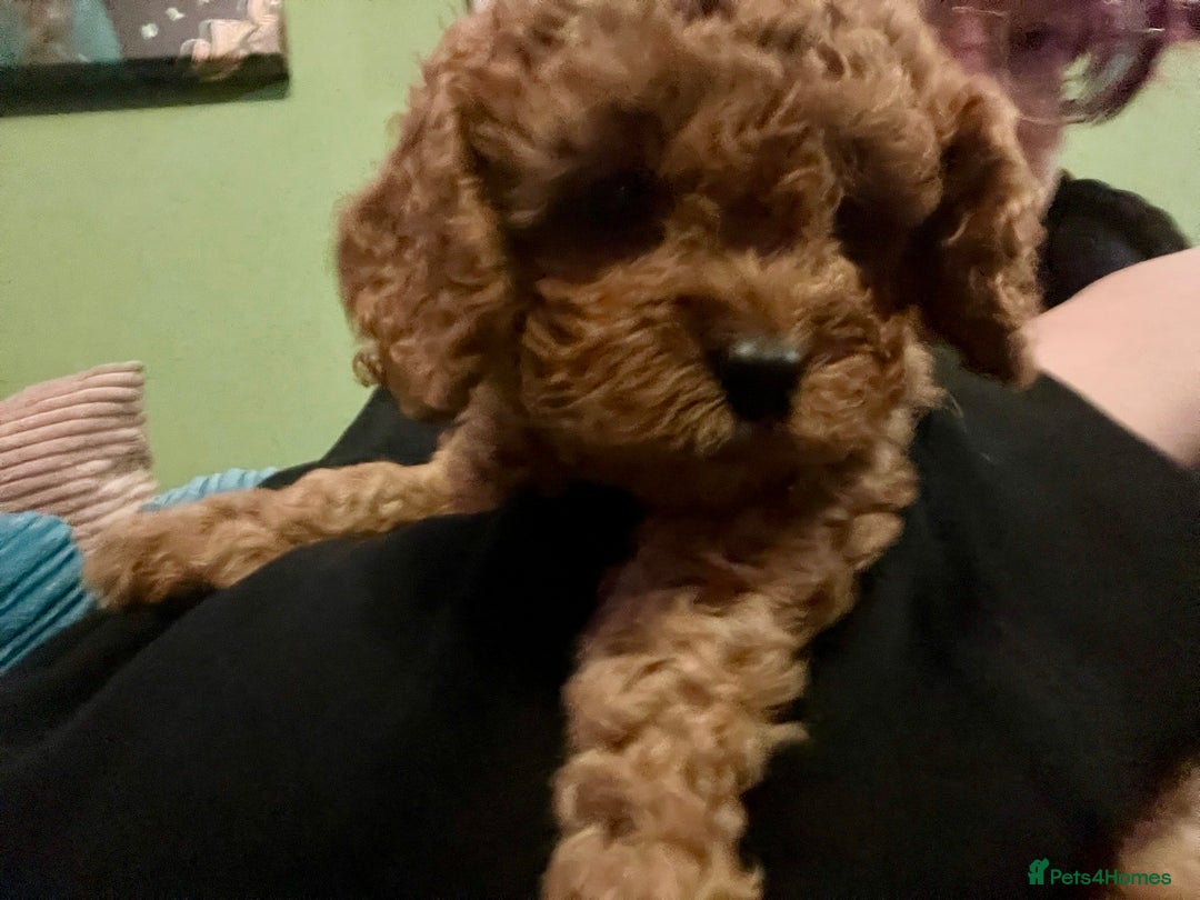 Cavapoo dogs for sale: Playful, affectionate, red Cavapoo puppies  - Image 38