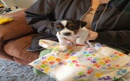 Jack Russell dogs for sale: Stunning Jack Russell Puppies  - Image 21
