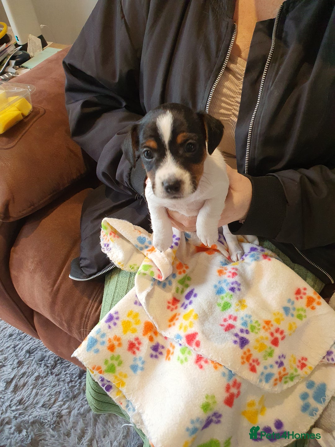 Jack Russell dogs for sale: Stunning Jack Russell Puppies  - Image 21