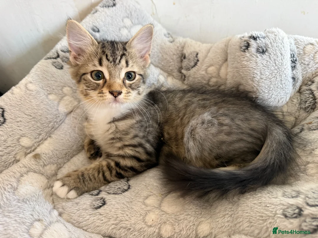 Mixed Breed cats for sale: 🔥Last Girl 💥mixed breed babies - Advert 1