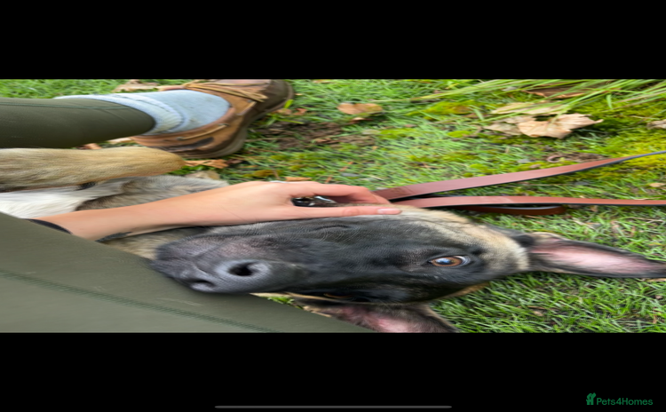 Belgian Shepherd Dog dogs - Advert 1