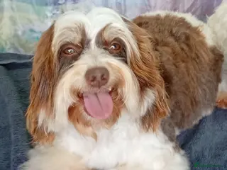 Havanese dogs Stunning full breed havanese puppies. 6 boys avail - Advert 4