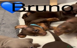 Miniature Dachshund dogs for sale: Miniature dachshund puppies  - Advert 16